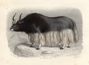 La vaca de Tartaria, grabado por E. Ramus de H. Gobin